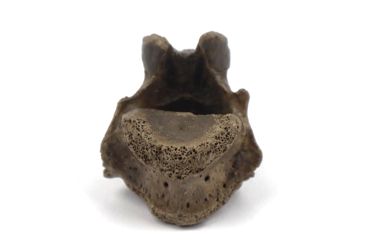 Lumbar Vertebra of a Cave Hyena c.f. - Image 5