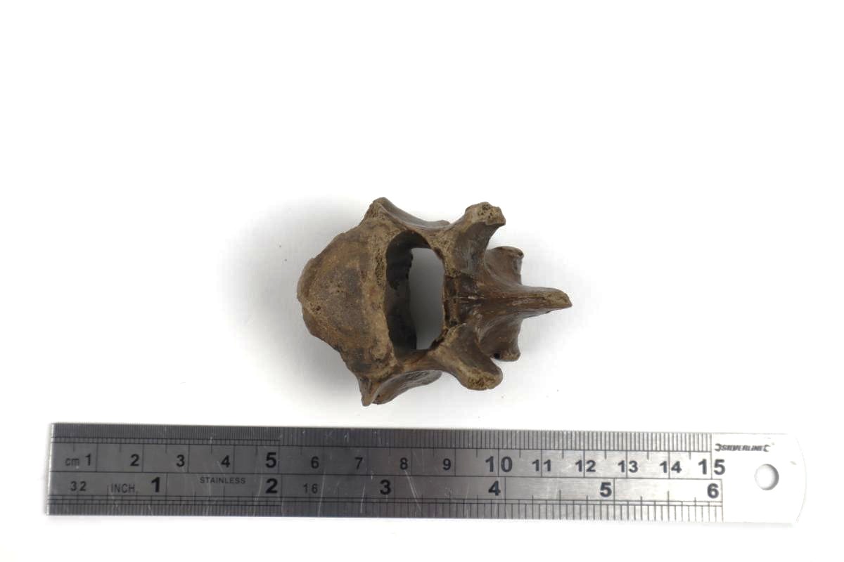 Lumbar Vertebra of a Cave Hyena c.f. - Image 6