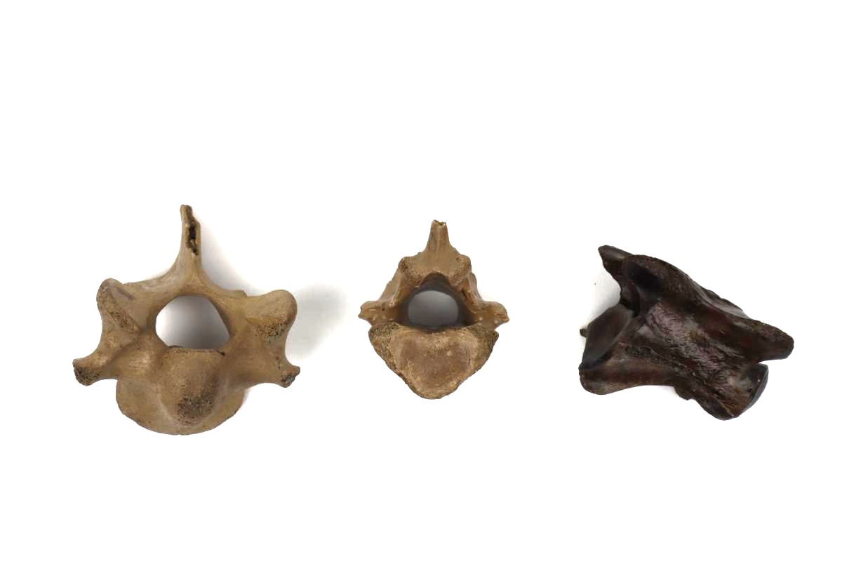 3 Vertebrae of a Pleistocene Reindeer (Rangifer tarandus)