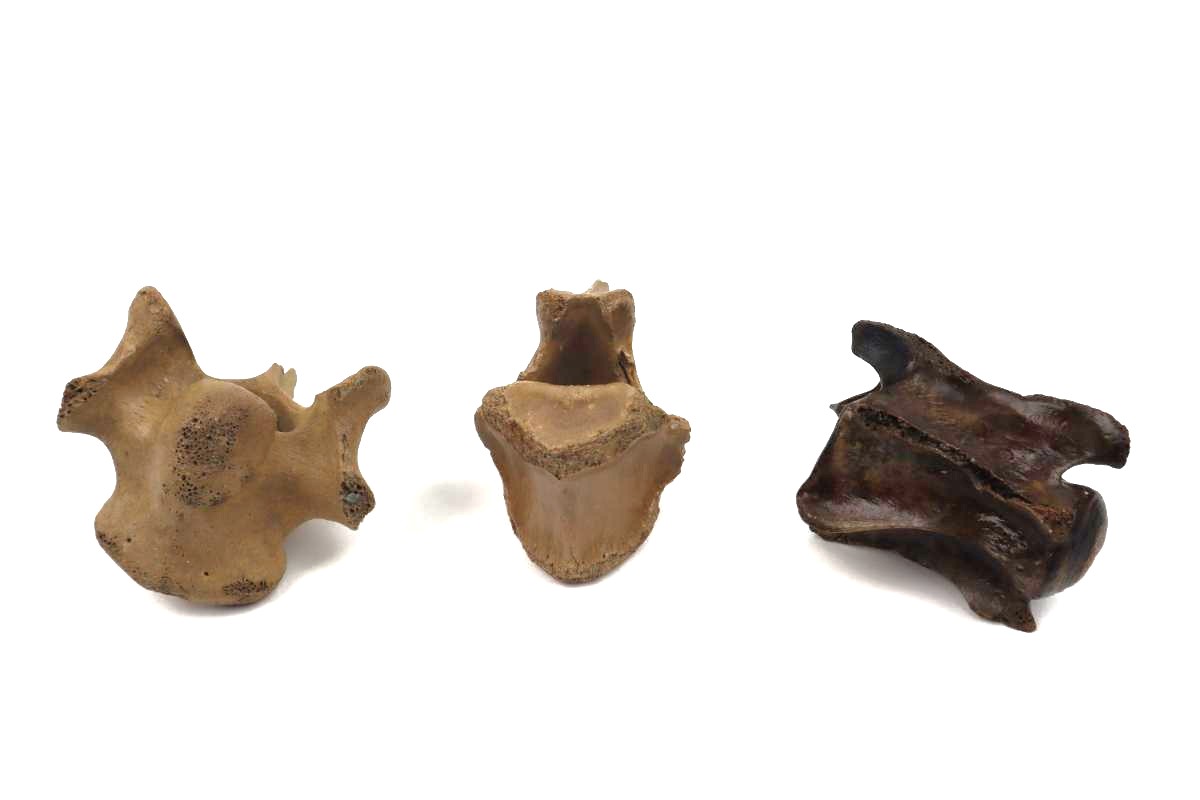 3 Vertebrae of a Pleistocene Reindeer (Rangifer tarandus) - Image 2