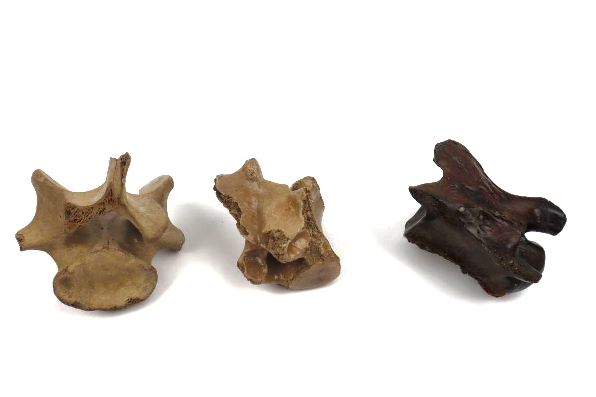 3 Vertebrae of a Pleistocene Reindeer (Rangifer tarandus) - Image 3