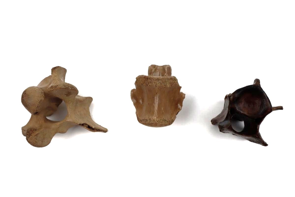 3 Vertebrae of a Pleistocene Reindeer (Rangifer tarandus) - Image 4