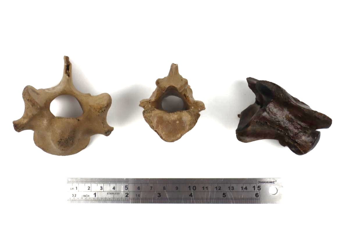 3 Vertebrae of a Pleistocene Reindeer (Rangifer tarandus) - Image 5