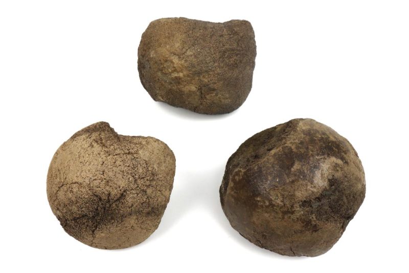 3x Femur Head of Southern Mammoth (8,8 kg)