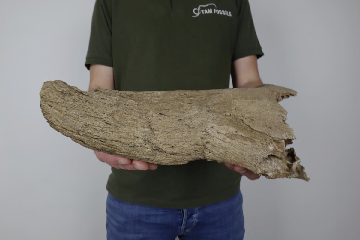 Hornpit of a Steppe Wisent (Bison priscus) (34 cm) - Image 2