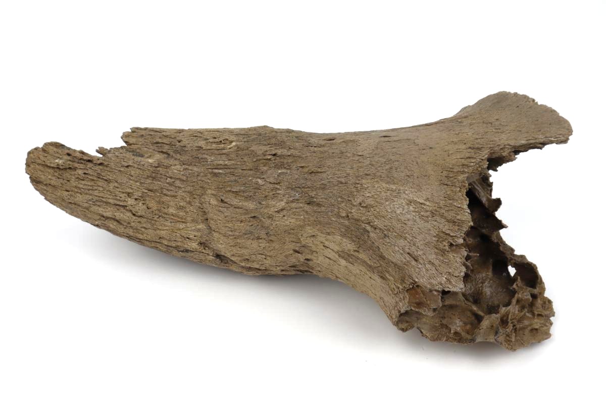 Hornpit of a Steppe Wisent (Bison priscus) (34 cm) - Image 4