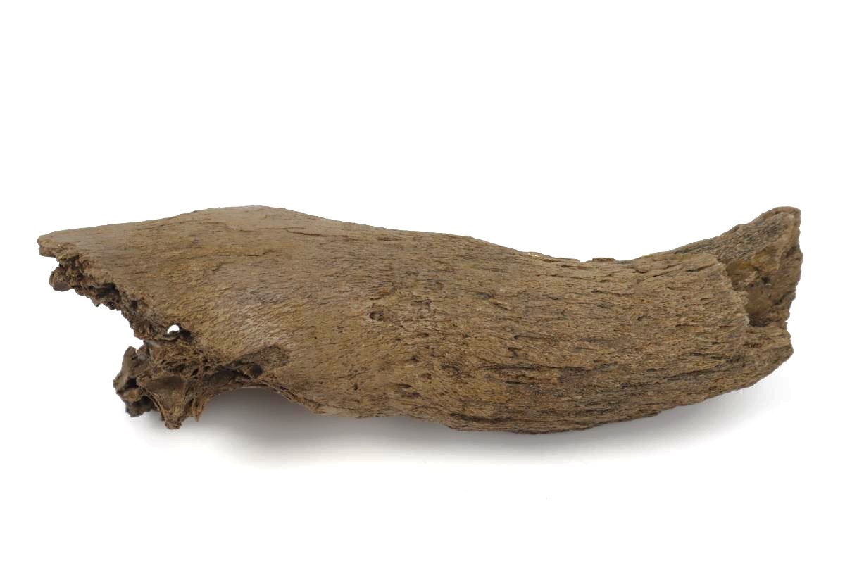 Hornpit of a Steppe Wisent (Bison priscus) (34 cm) - Image 5