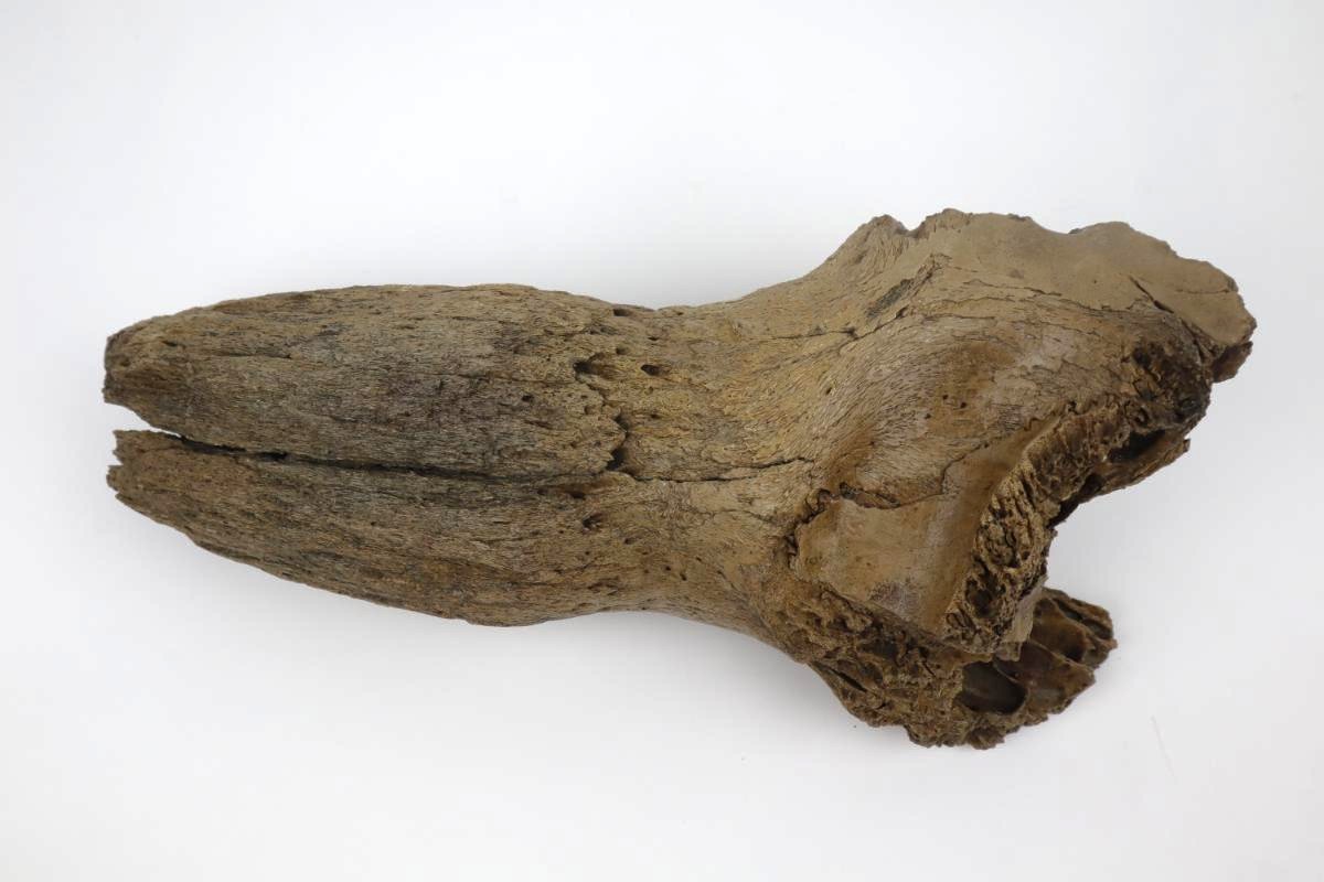 Hornpit of a Steppe Wisent (Bison priscus) (34 cm) - Image 3