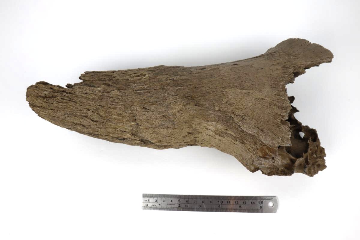 Hornpit of a Steppe Wisent (Bison priscus) (34 cm) - Image 6