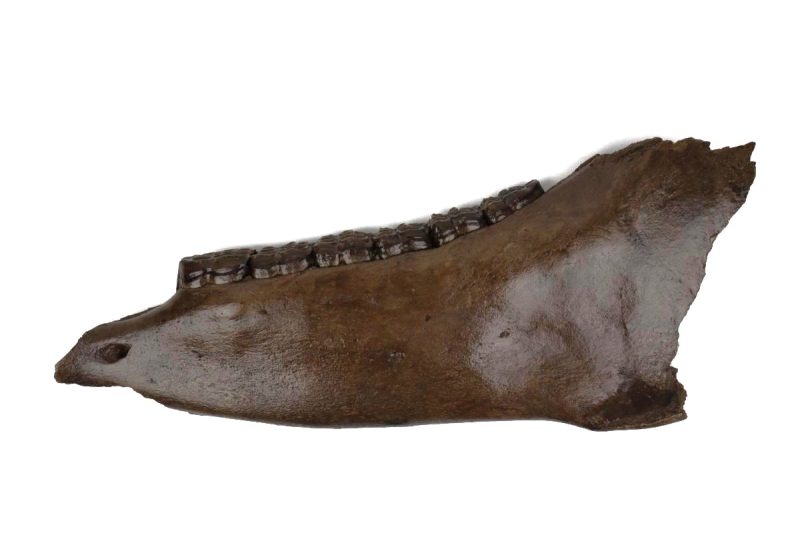 Lower Jaw of a Pleistocene Wild Horse (35 cm)