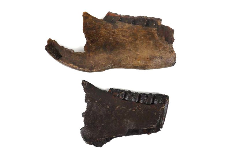 2 Partial Pleistocene Wild Horse Jaws