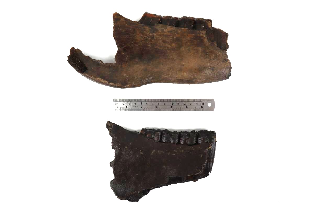2 Partial Pleistocene Wild Horse Jaws - Image 3