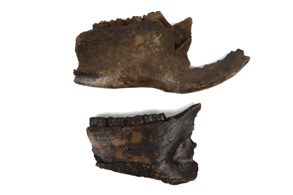 2 Partial Pleistocene Wild Horse Jaws - Image 4