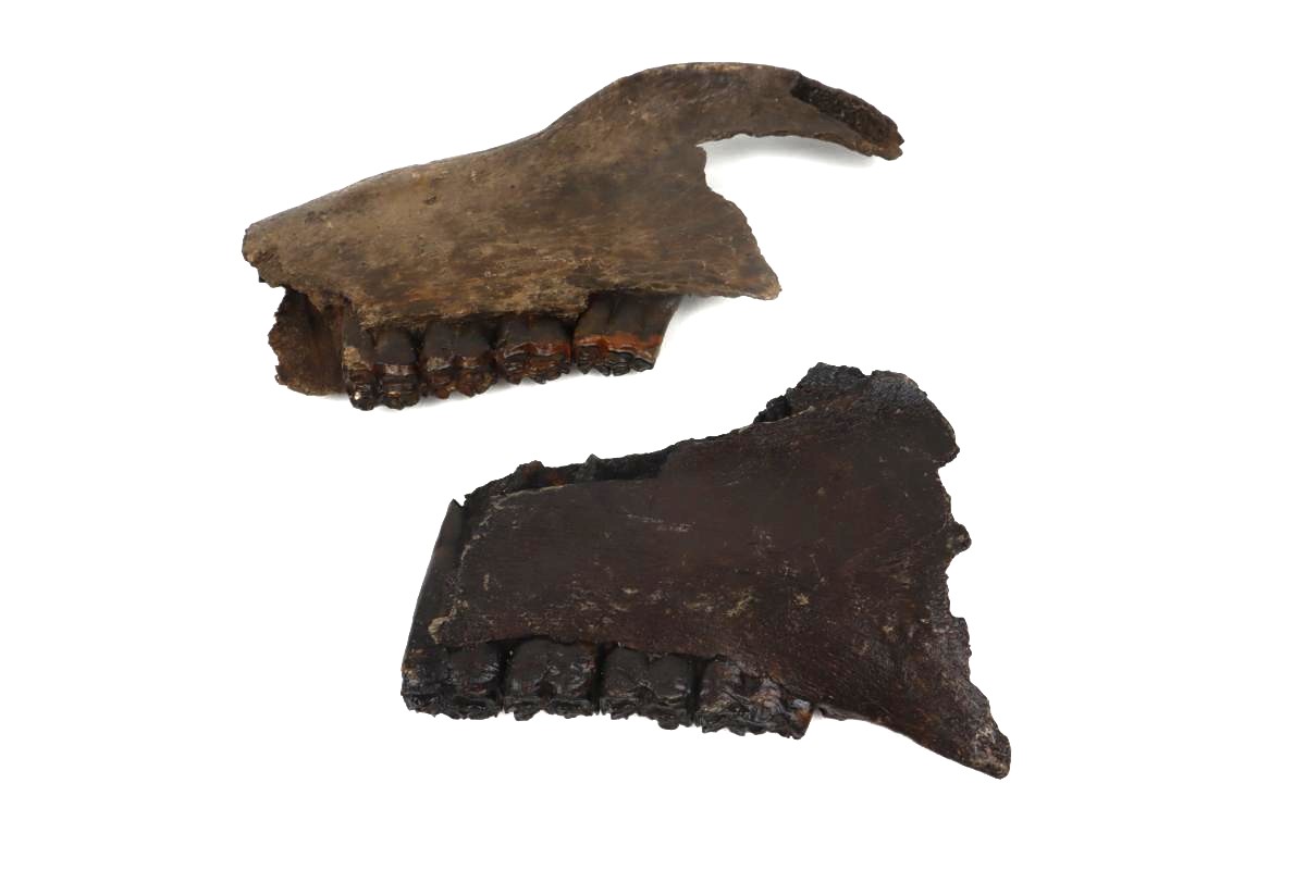 2 Partial Pleistocene Wild Horse Jaws - Image 5