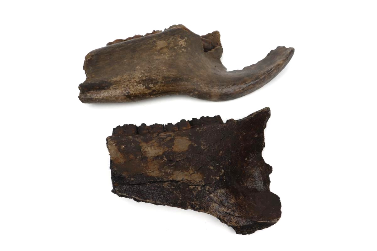 2 Partial Pleistocene Wild Horse Jaws - Image 6