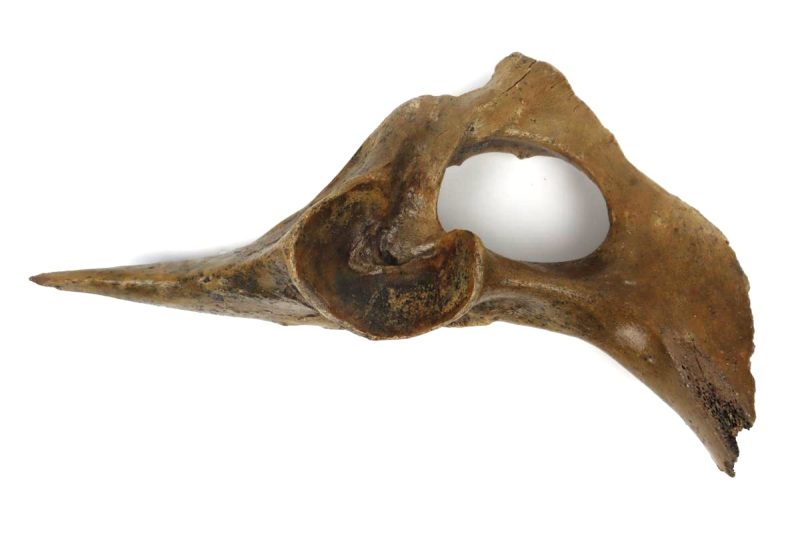 Pelvis of a Pleistocene Wild Horse (34 cm)