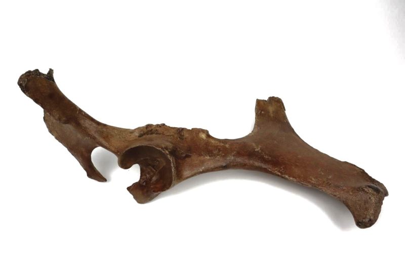 Pelvis of a Pleistocene Wild Horse (46 cm)