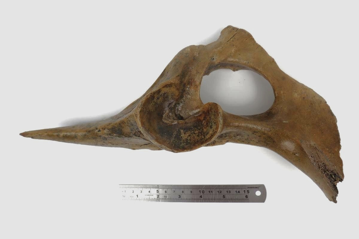 Pelvis of a Pleistocene Wild Horse (34 cm) - Image 7