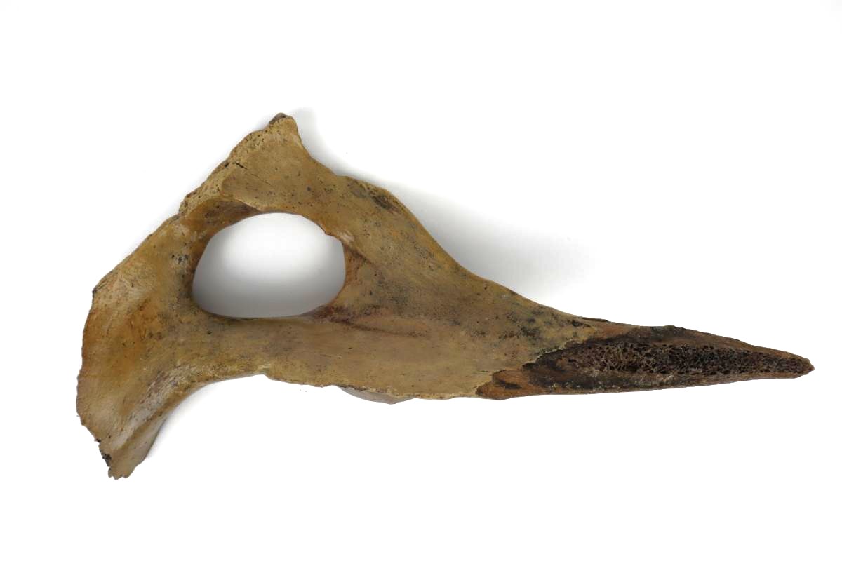 Pelvis of a Pleistocene Wild Horse (34 cm) - Image 3
