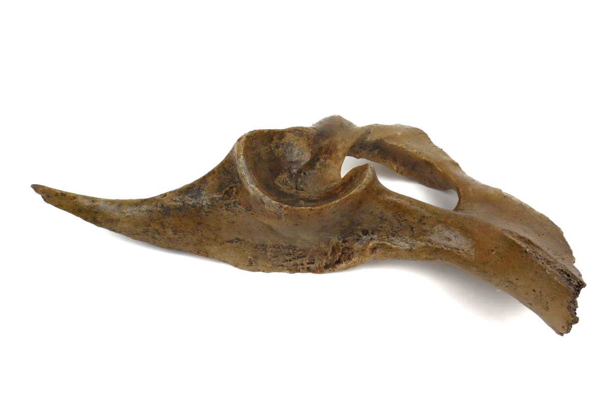 Pelvis of a Pleistocene Wild Horse (34 cm) - Image 4