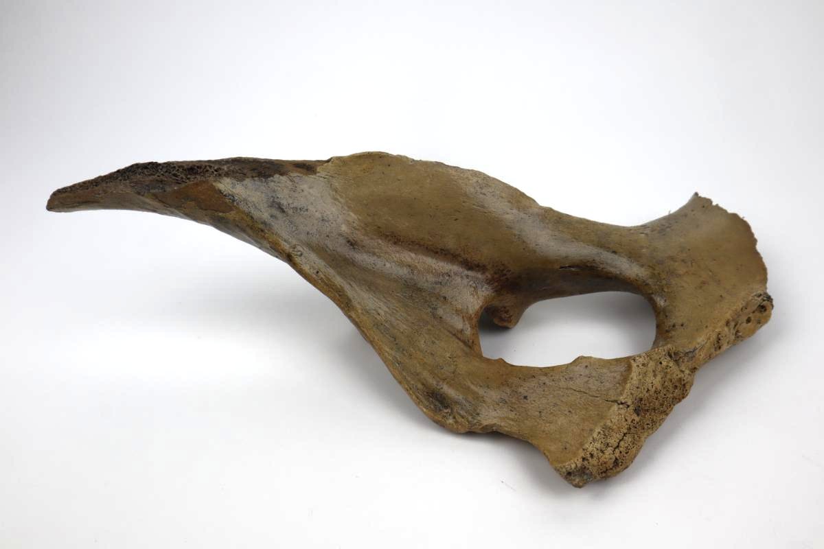 Pelvis of a Pleistocene Wild Horse (34 cm) - Image 6