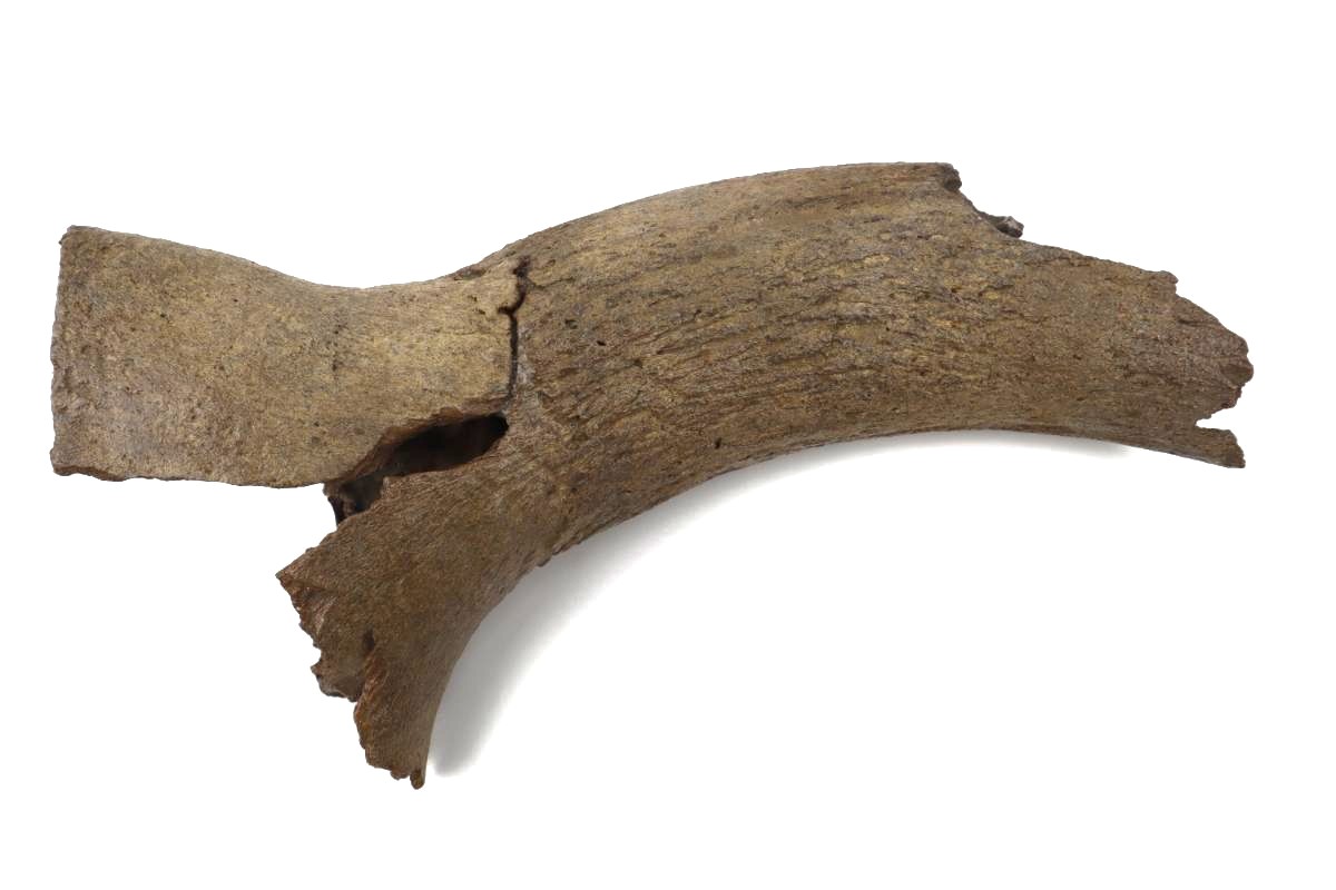 Hornpit of an Aurochs (Bos primigenius) (31,5 cm)