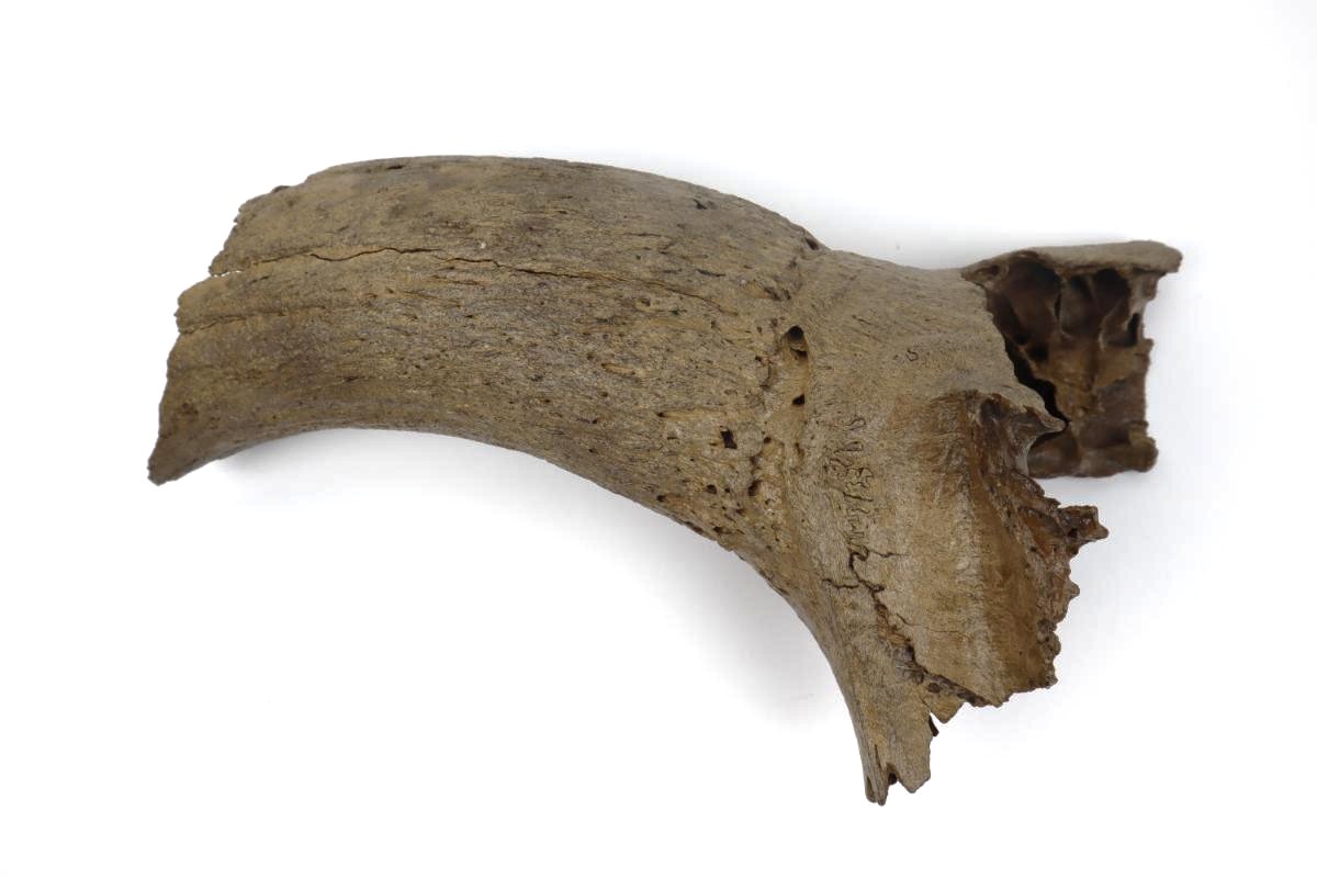 Hornpit of an Aurochs (Bos primigenius) (31,5 cm) - Image 3