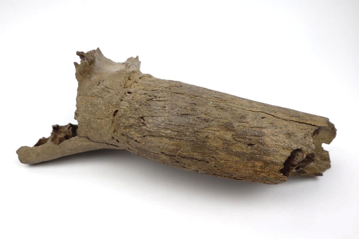 Hornpit of an Aurochs (Bos primigenius) (31,5 cm) - Image 5