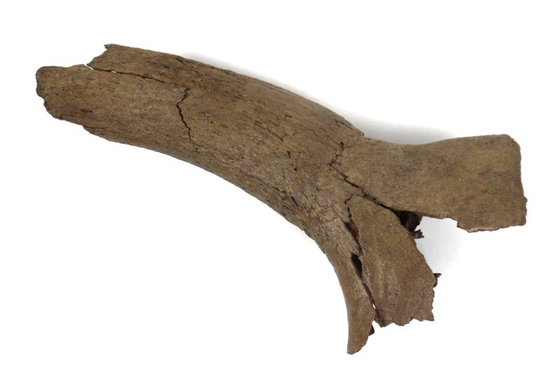 Hornpit of an Aurochs (Bos primigenius) (34 cm)