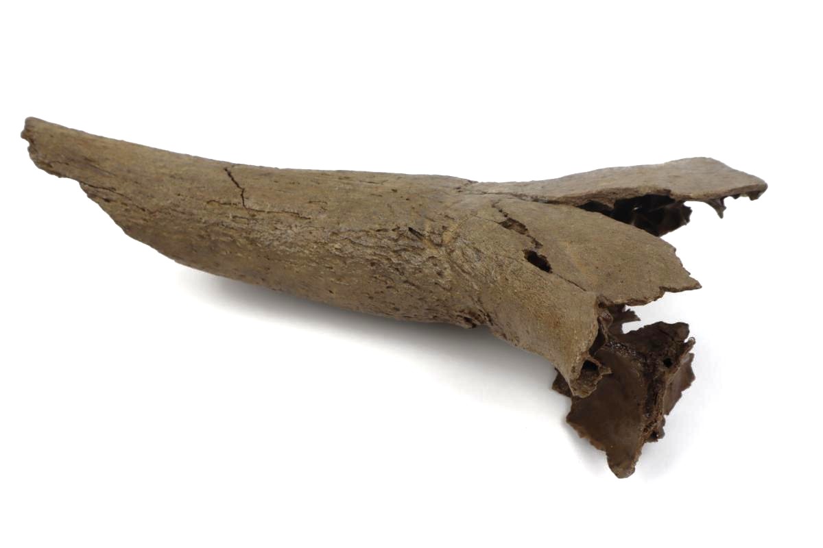 Hornpit of an Aurochs (Bos primigenius) (34 cm) - Image 4