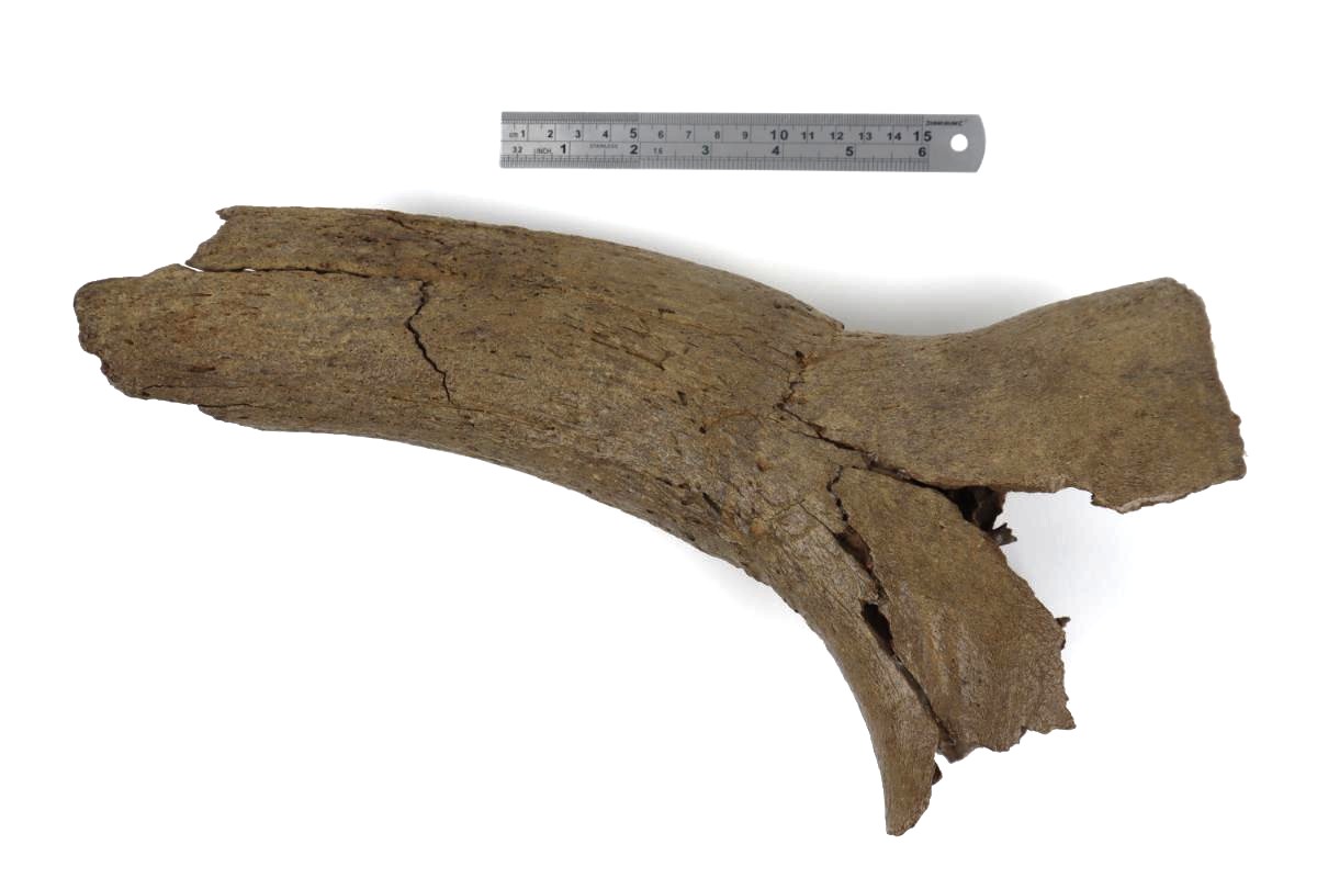 Hornpit of an Aurochs (Bos primigenius) (34 cm) - Image 6