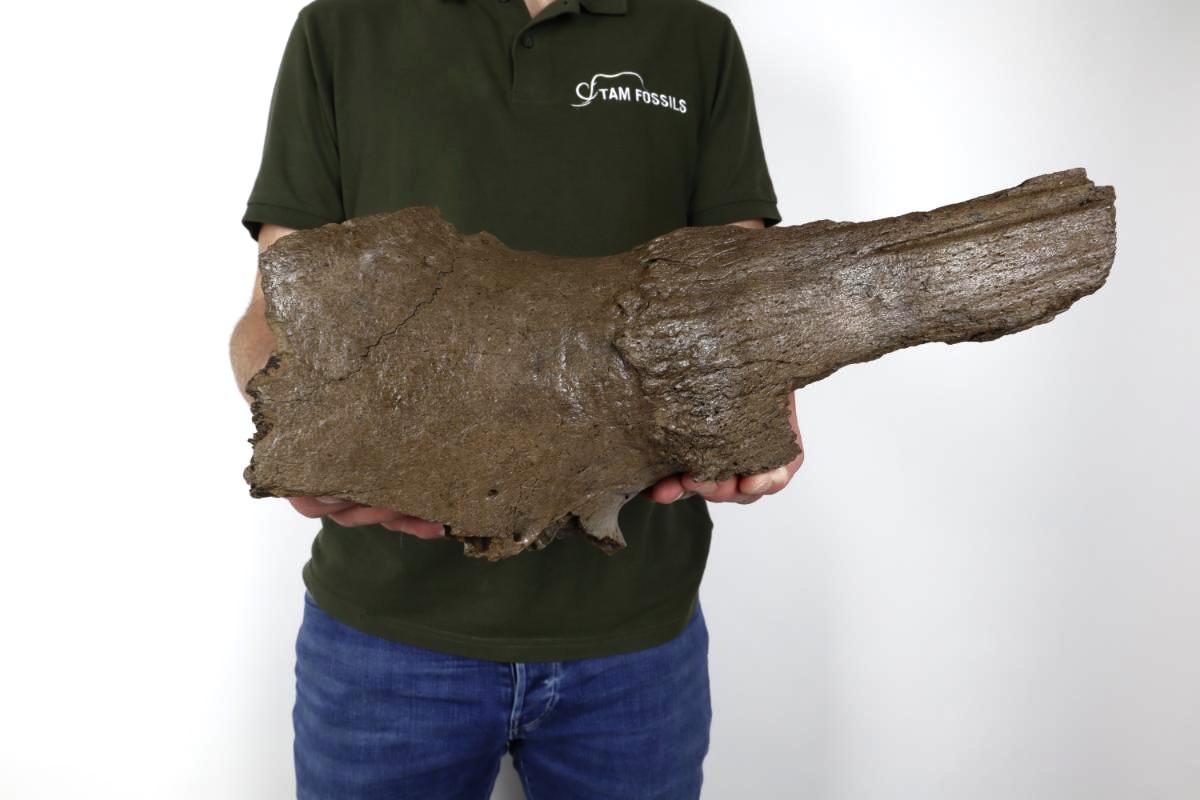 Partial Hornpit of a Steppe Wisent (Bison priscus) (43 cm) - Image 2