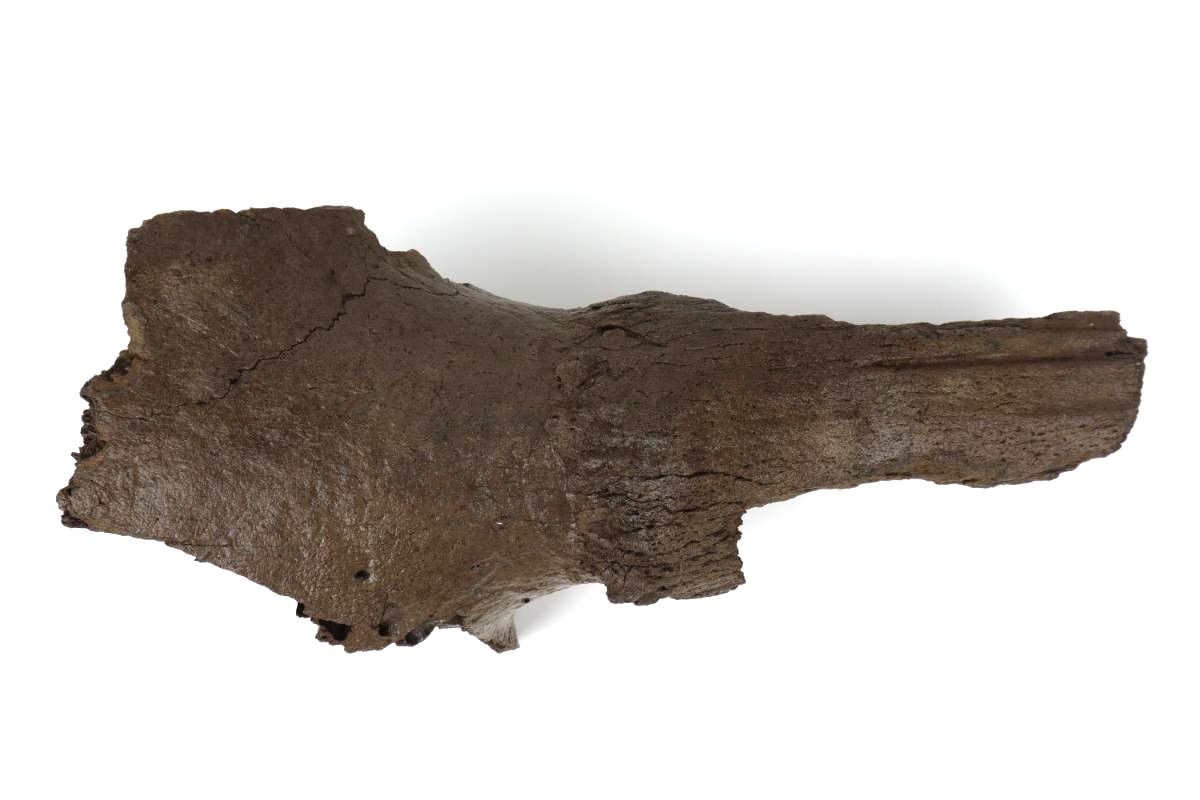 Partial Hornpit of a Steppe Wisent (Bison priscus) (43 cm) - Image 3