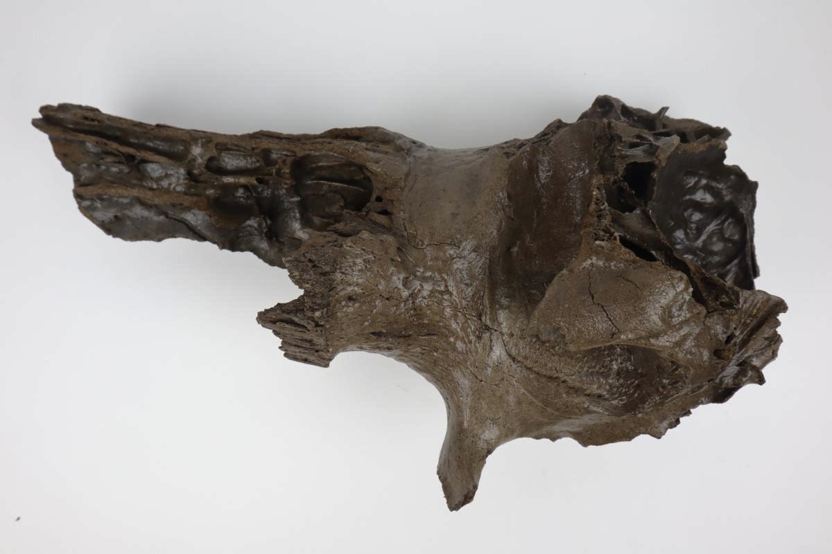 Partial Hornpit of a Steppe Wisent (Bison priscus) (43 cm) - Image 4