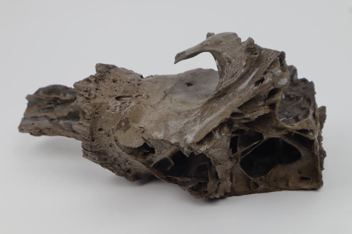 Partial Hornpit of a Steppe Wisent (Bison priscus) (43 cm) - Image 5