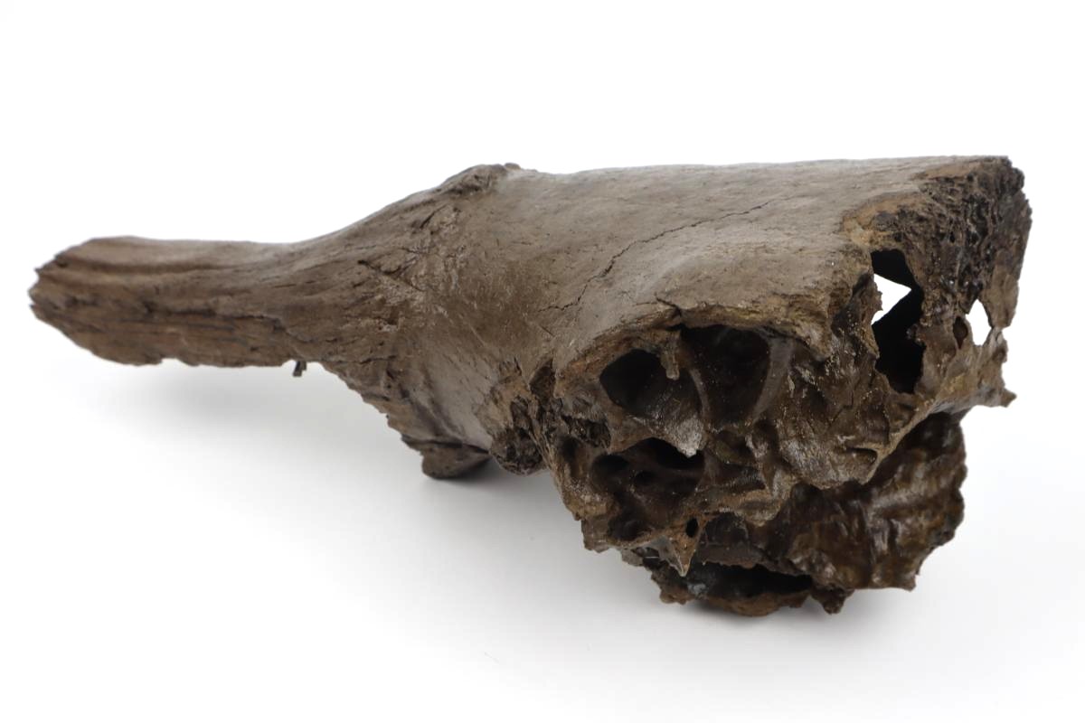 Partial Hornpit of a Steppe Wisent (Bison priscus) (43 cm) - Image 6