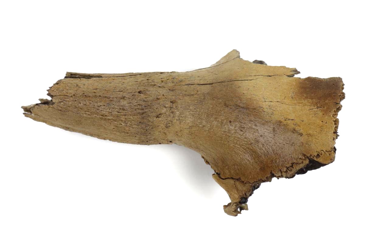 Partial Hornpit of a Steppe Wisent (Bison priscus) (28 cm)