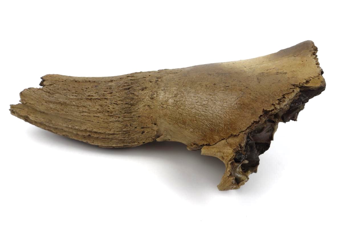 Partial Hornpit of a Steppe Wisent (Bison priscus) (28 cm) - Image 3