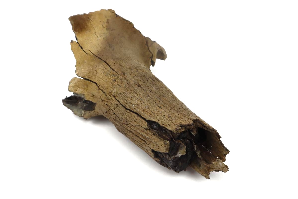 Partial Hornpit of a Steppe Wisent (Bison priscus) (28 cm) - Image 6