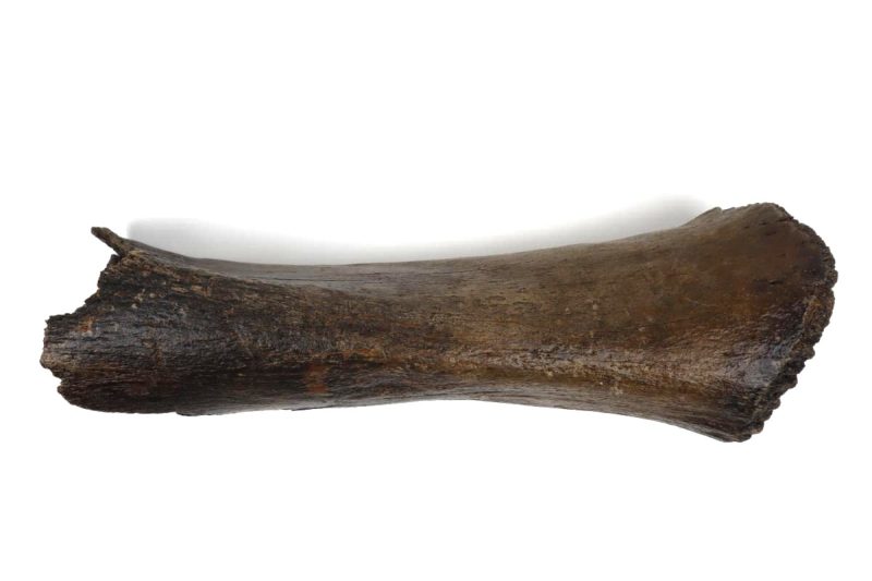Tibia of a Woolly Mammoth (53 cm)
