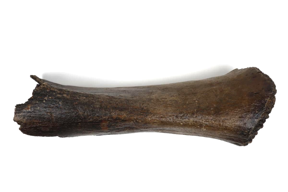 Tibia of a Woolly Mammoth (53 cm)