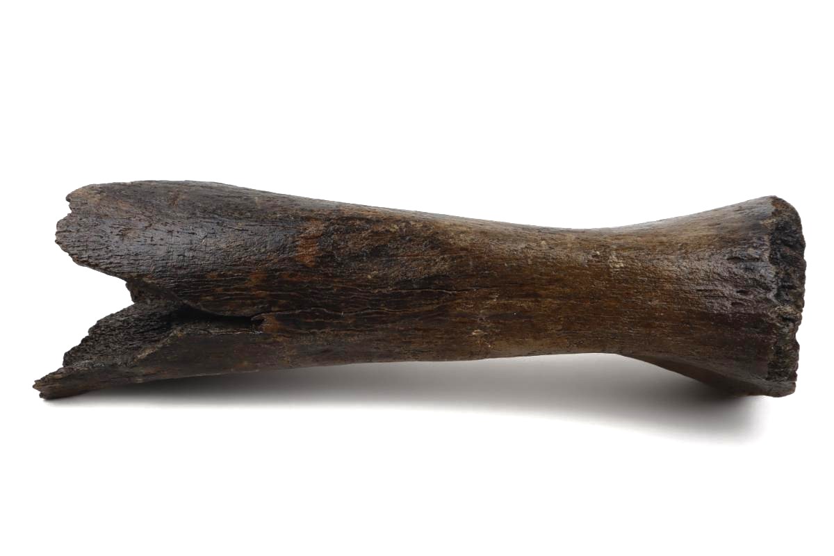 Tibia of a Woolly Mammoth (53 cm) - Image 4