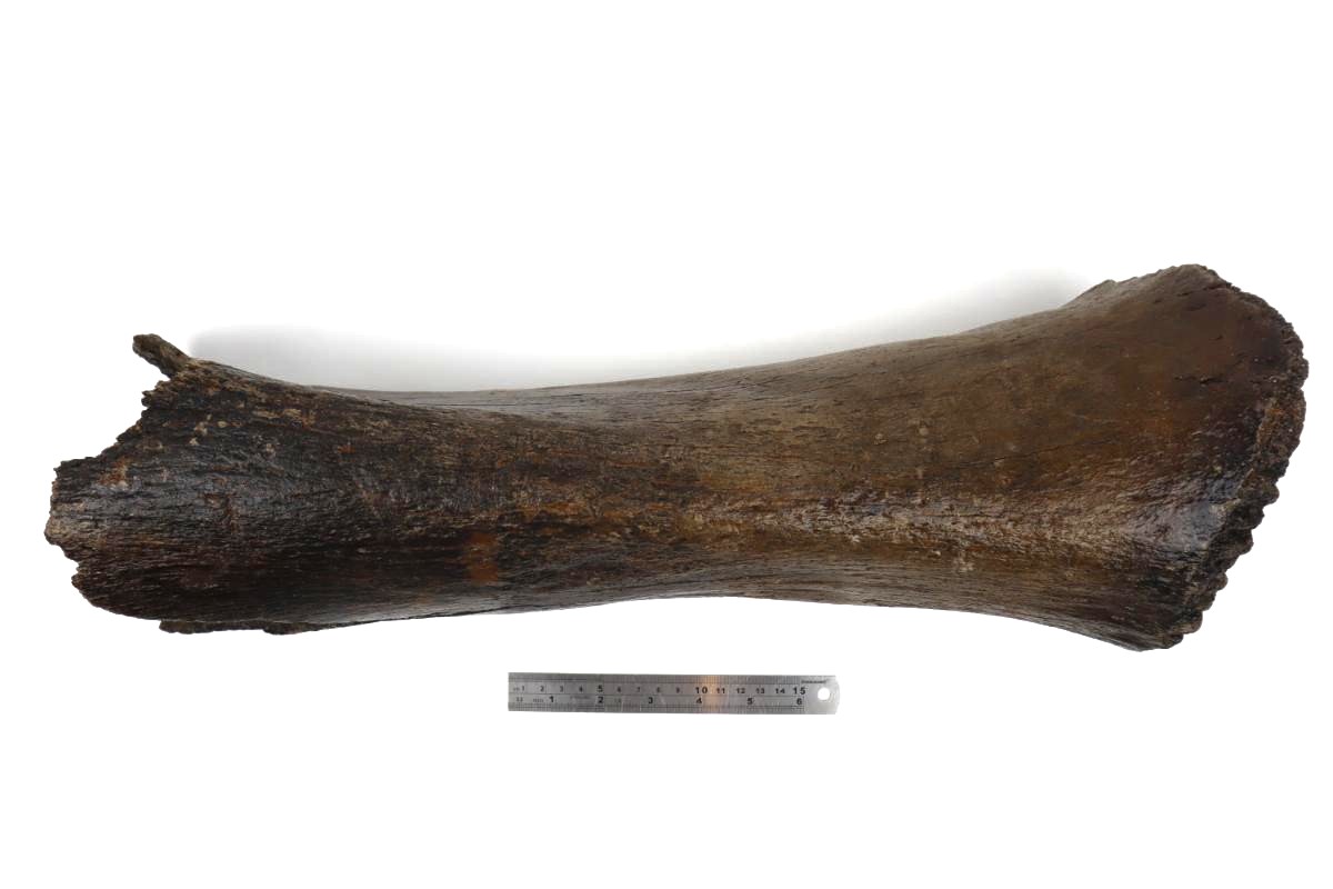 Tibia of a Woolly Mammoth (53 cm) - Image 8