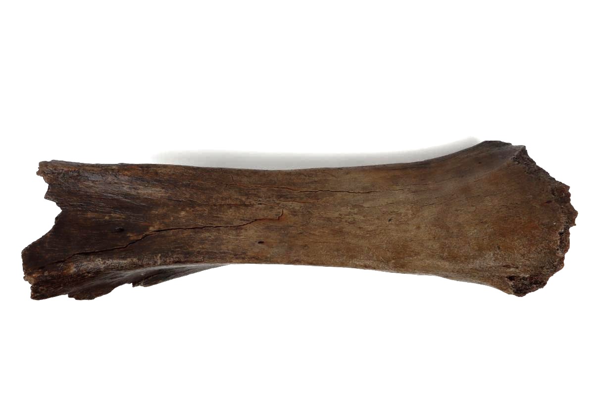 Tibia of a Woolly Mammoth (53 cm) - Image 3