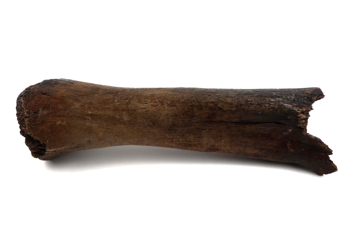 Tibia of a Woolly Mammoth (53 cm) - Image 5