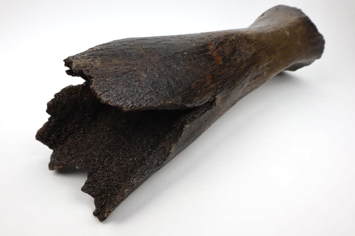 Tibia of a Woolly Mammoth (53 cm) - Image 6