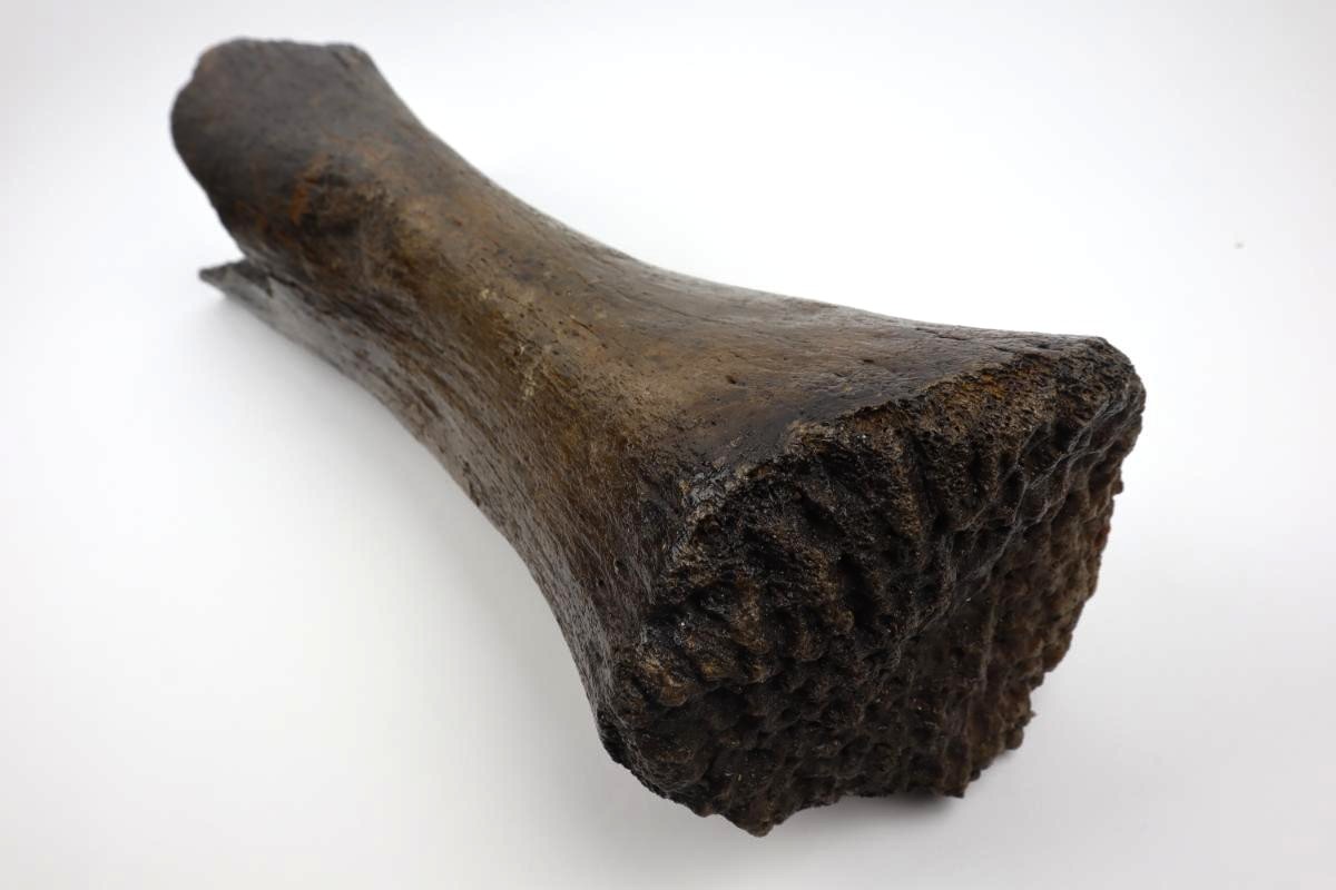 Tibia of a Woolly Mammoth (53 cm) - Image 7