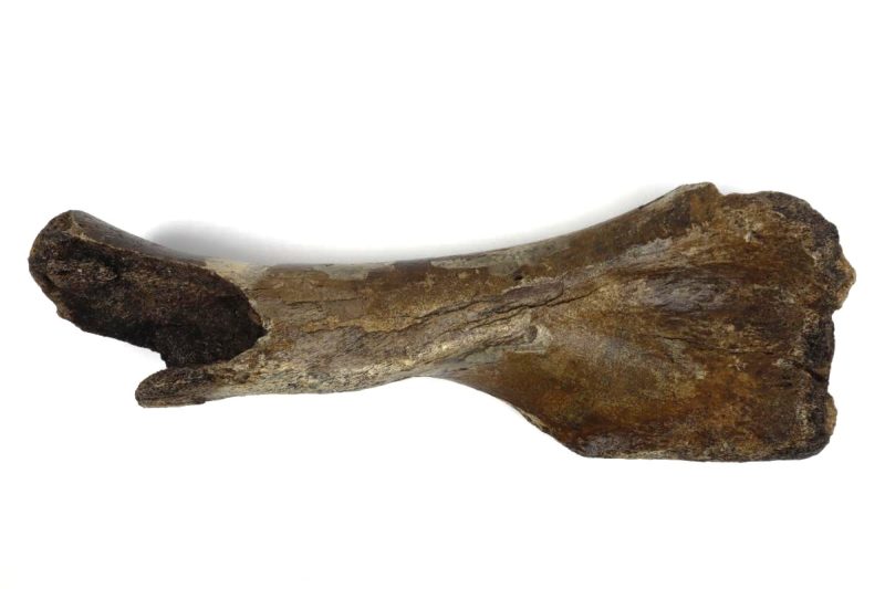 Humerus of a Woolly Mammoth (52 cm)