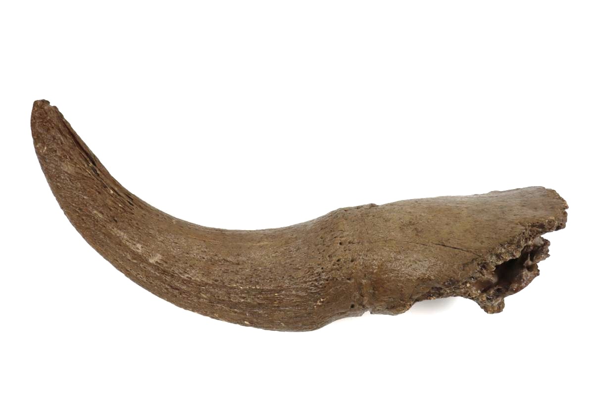 Hornpit of a Steppe Wisent (Bison priscus) (56 cm) - Image 3