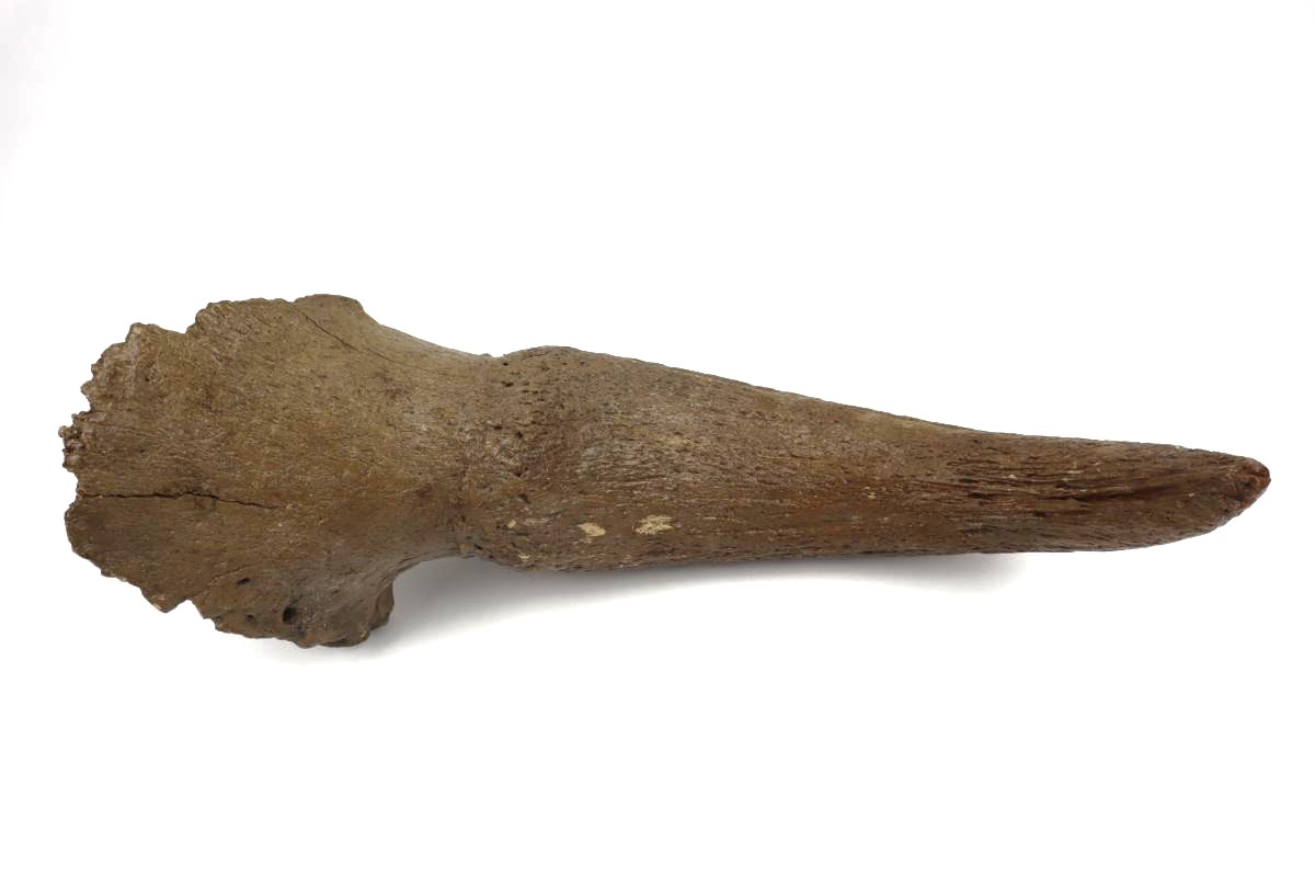 Hornpit of a Steppe Wisent (Bison priscus) (56 cm) - Image 4